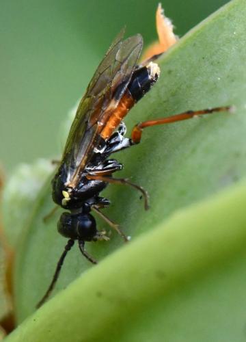 Aglaostigma aucupariae